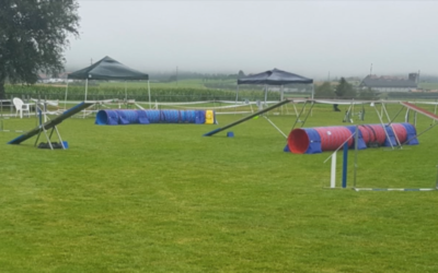 Vidéo « Petit résumé du travail du concours Agility »